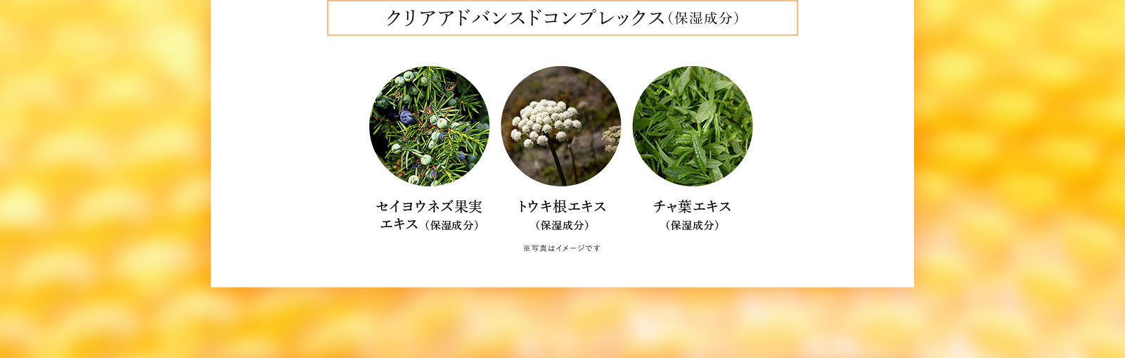 「クリアアドバンスドコンプレックス（保湿成分）」・セイヨウネズ果実エキス（保湿成分）・トウキ根エキス（保湿成分）・チャ葉エキス（保湿成分）※写真はイメージです