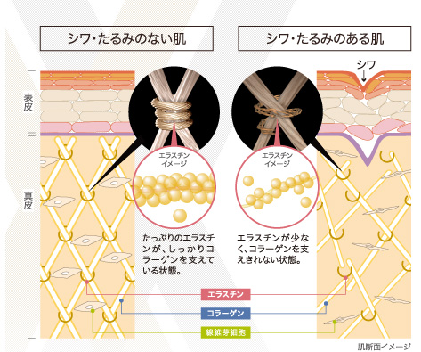 肌断面イメージ