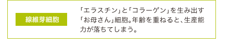 線維芽細胞：「エラスチン」と「コラーゲン」を生み出す「お母さん」細胞。年齢を重ねると、生産能力が落ちてしまう。