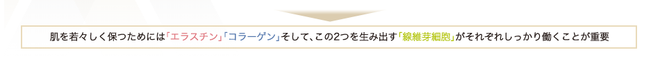 肌を若々しく保つためには「エラスチン」「コラーゲン」そして、この2つを生み出す「線維芽細胞」がそれぞれしっかり働くことが重要